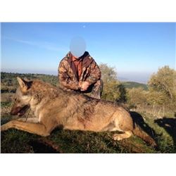 7-Day WOLF HUNT IN MACEDONIA