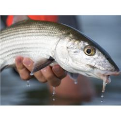 Bahamas - Bair's Lodge Bonefish Trip for 2 Anglers