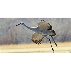 LA 6 - WEST TEXAS SANDHILL CRANE HUNT for TWO