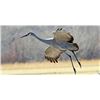 Image 1 : LA 6 - WEST TEXAS SANDHILL CRANE HUNT for TWO
