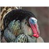 Image 2 : LA 13 - NOVA ARCHERY OR CROSSBOW 2 DAY SPRING GOBBLER HUNT FOR 1 YOUTH OR ADULT HUNTER