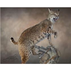 LA 17 - $1500 CREDIT 3 SHOULDER MOUNTS OR 1 LIFE-SIZE MOUNT