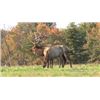 Image 3 : LA 34 - PENNSYLVANIA ELK COUNTRY EXPERIENCE