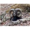 Image 2 : CHOICE OF CORSICAN, TEXAS DALL, OR BLACK HAWAIIAN RAM