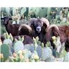 Image 3 : CHOICE OF CORSICAN, TEXAS DALL, OR BLACK HAWAIIAN RAM