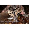 Image 2 : $2000 CREDIT TOWARD AN OHIO WHITETAIL DEER