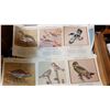 Image 3 : 24 FULL SET BIRDS OF CANADA 1959 PRINTS, MINT 10X13