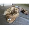 Image 1 : WOLF HIDE CAP WITH A RACOON TAIL