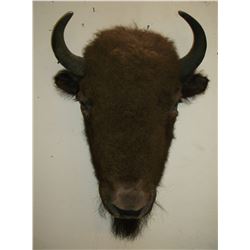 Buffalo Head Mount- 20"W