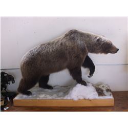 Full Mount Grizzly Bear- Harvested in Northwest Territories in 1997 By Duncan Gilchrist- No Paperwor