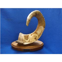 Carved Ram Horn by Tom Cooper- Base 11"L X 4.5"W- Horn- 12"