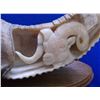 Image 3 : Carved Ram Horn by Tom Cooper- Base 11"L X 4.5"W- Horn- 12"