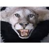 Image 2 : Mountain Lion Rug- Matted- Good Condition- Nose To Tail 91"- Across Front Legs 57"- Across Back Legs