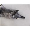 Image 2 : Tanned Montana Wolf Hide- Good Fur - Feet and Claws Left On- Nose to Tail 78"