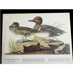 c1946 Audubon Print, #228 Green-Winged Teal