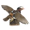 Image 1 : Mandarin Duck In Flight Trophy Wall Mount