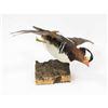 Image 2 : Mandarin Duck In Flight Trophy Wall Mount