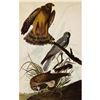 Image 1 : c1946 Audubon Print, Marsh Hawk, #356