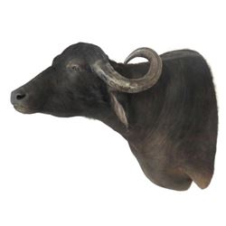 Water Buffalo Shoulder Trophy Mount