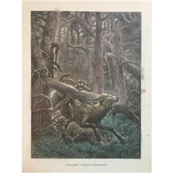 19thc Engraving, Bobcat Hunting Buck
