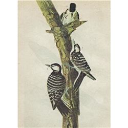 c1946 Audubon Print, #389 Red-Cockaded Woodpecker