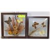 Image 1 : 2 BUTTERFLY SHADOW BOXES