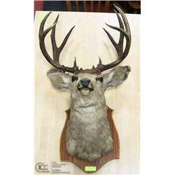 5 POINT DEER MOUNT WITH TAG