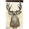 Image 1 : 5 POINT DEER MOUNT WITH TAG