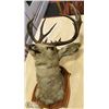 Image 2 : 5 POINT DEER MOUNT WITH TAG