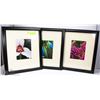 Image 1 : SET OF 3 PROFESSIONAL PHOTOGRAPHY FLOWER PRINTS