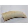 Image 1 : SPERM WHALE TOOTH
