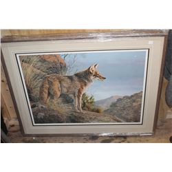 EVENING CALM COYOTE LEP BY JORGE J MAYOL 23667