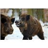 Image 1 : IOWA BOAR HUNT