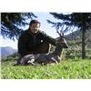 Image 1 : 4-DAY SPAIN ROE DEER HUNT – 1 HUNTER/ 1 OBSERVER