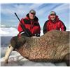 Image 1 : 5-DAY SUMMER ATLANTIC WALRUS HUNT
