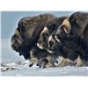 Image 2 : 6-DAY BARREN GROUND MUSKOX HUNT