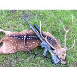 AXIS DEER BUCK HUNT - RAZZOR RANCH - ZOLFO SPRINGS, FLORIDA