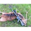 Image 1 : AXIS DEER BUCK HUNT - RAZZOR RANCH - ZOLFO SPRINGS, FLORIDA