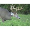 Image 4 : AXIS DEER BUCK HUNT - RAZZOR RANCH - ZOLFO SPRINGS, FLORIDA