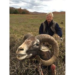 MOUFLON SHEEP  ~ SAFARI INTERNATIONAL MACEDONIA