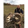 Image 1 : MOUFLON SHEEP  ~ SAFARI INTERNATIONAL MACEDONIA