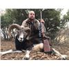 Image 5 : MOUFLON SHEEP  ~ SAFARI INTERNATIONAL MACEDONIA
