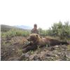 Image 2 : ALASKA 10 DAY BROWN BEAR HUNT