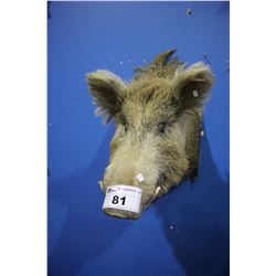 TAXIDERMY BOAR HEAD