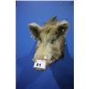 Image 1 : TAXIDERMY BOAR HEAD