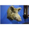 Image 2 : TAXIDERMY BOAR HEAD