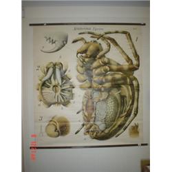 Large late 19th century coloured zoological wall plaque 'Araneina Epeira' 58x51"