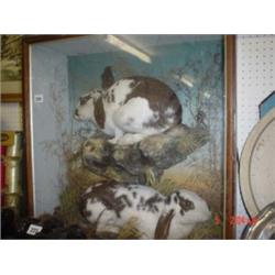 Taxidermy: Large cased pair of black and white lop eared rabbits