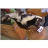 Image 1 : TAXIDERMY SKUNK