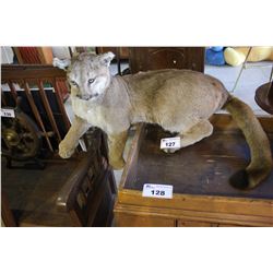 TAXIDERMY COUGAR